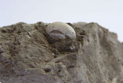 Helix sp. - Mine des Rois, Dallet Puy-de-Dôme, Francie